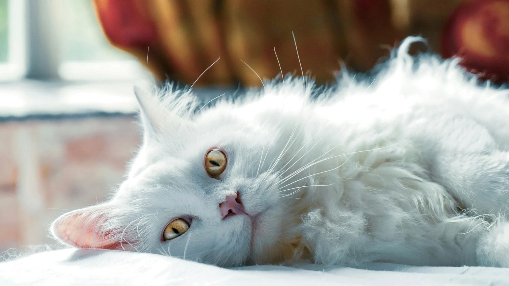 Pikko